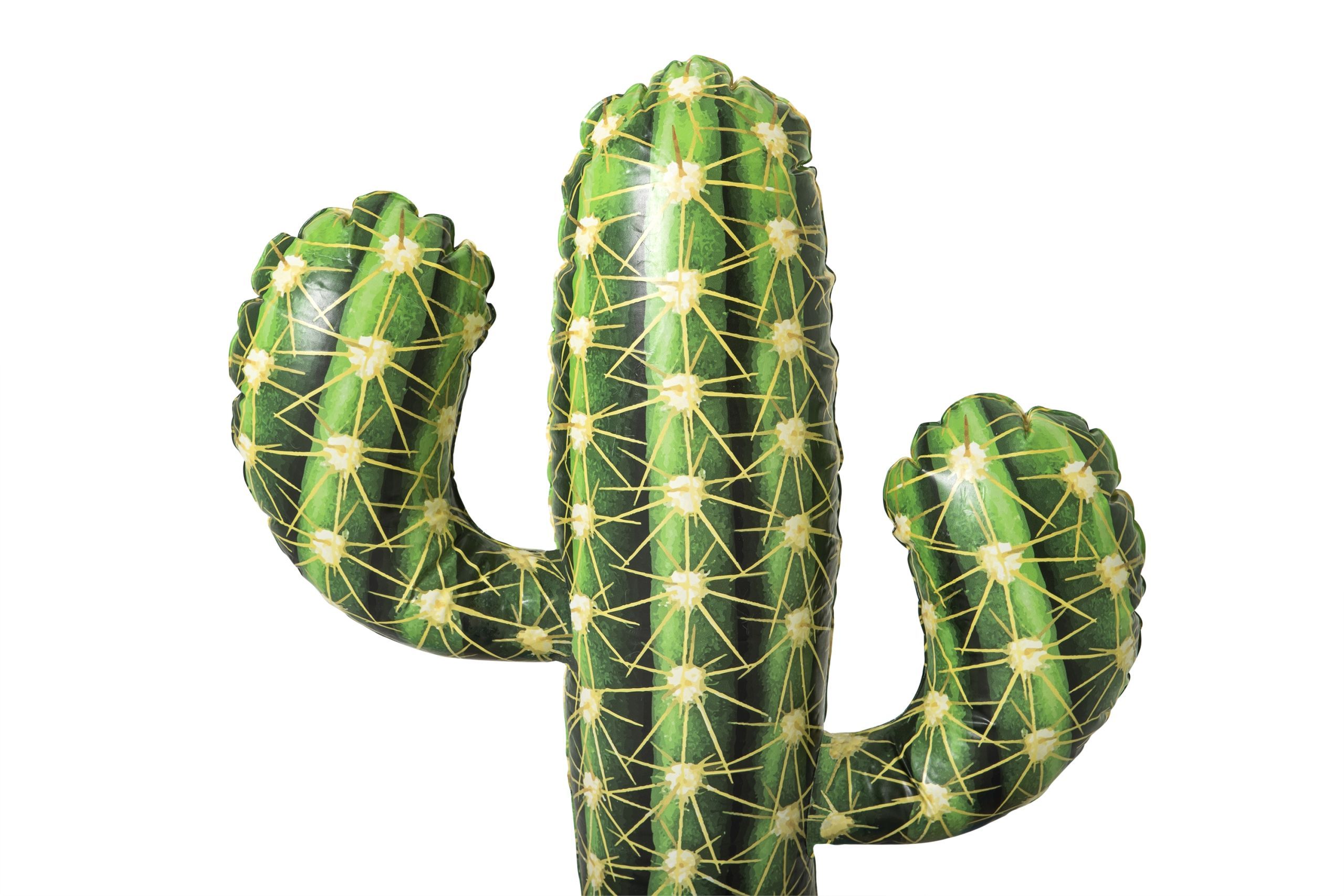 Pflanze, Kaktus